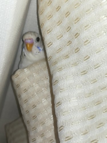 「いつものセキセイちゃんが、カーテンにへば」の質問画像