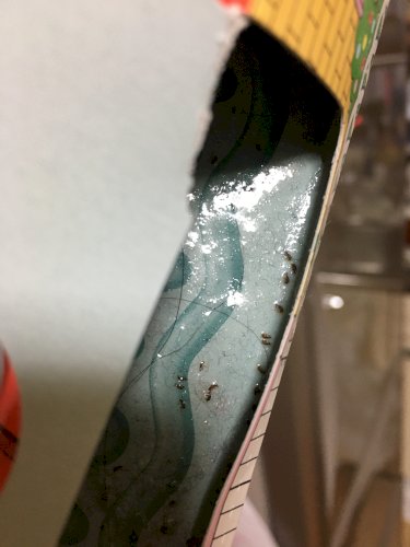 「ゴキブリホイホイを棚の後ろに入れ、忘れた」の質問画像