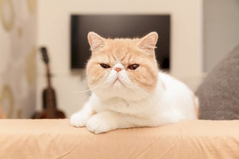 「エキゾチックショートヘアは好きかニャ？ 」の質問画像