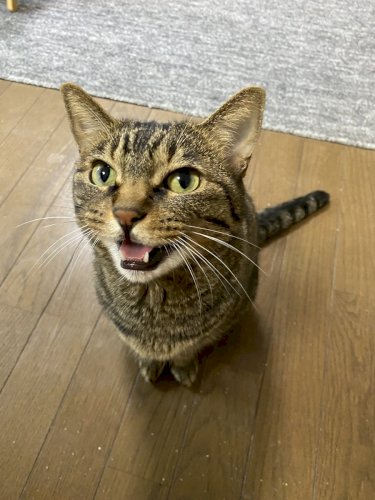 「この中でどの猫が一番好きですか？ ①かな」の質問画像