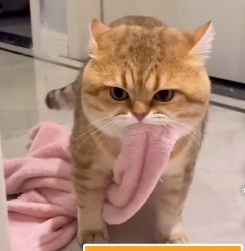 「この猫の種類わかる方いましたら教えてくだ」の質問画像