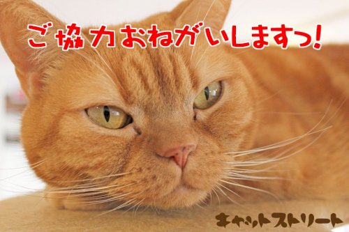 「(ﾟдﾟ)。ネコちゃんは、何匹.飼われて」の質問画像