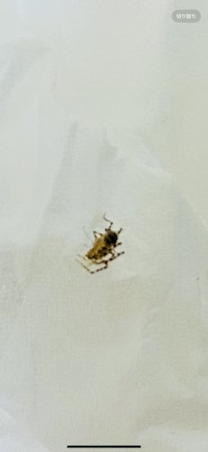 「この虫は何ですか？」の補足画像1