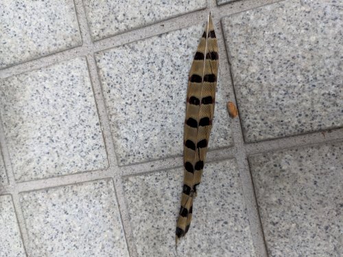「この羽は何の鳥ですか？:」の質問画像