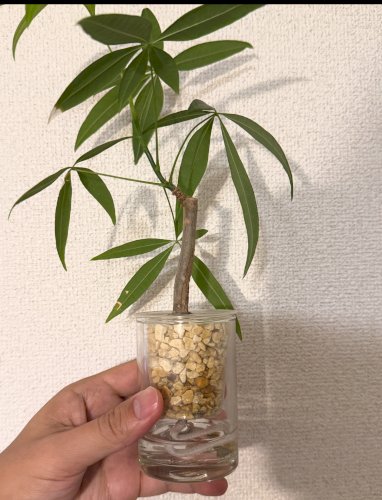 「パキラの差し替え」の質問画像