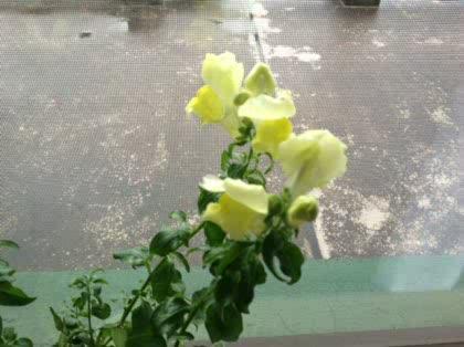 「このお花の名前教えて下さい」の質問画像