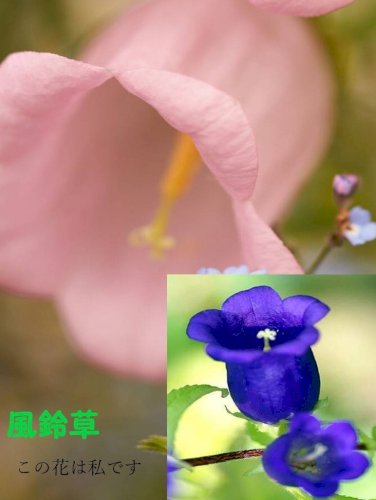 「『恐怖新聞』」の補足画像2