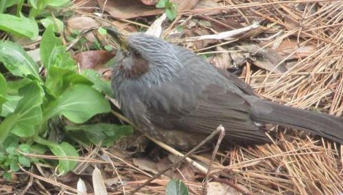 「チンゲン菜好きの鳥」の質問画像