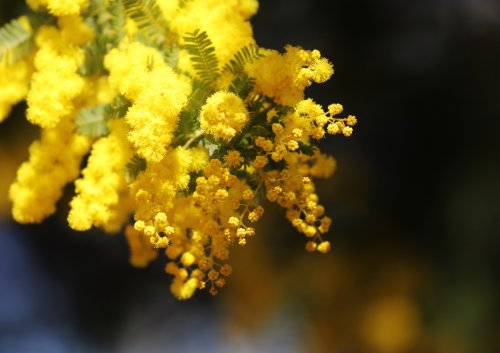 「花の名前を教えてください。」の質問画像
