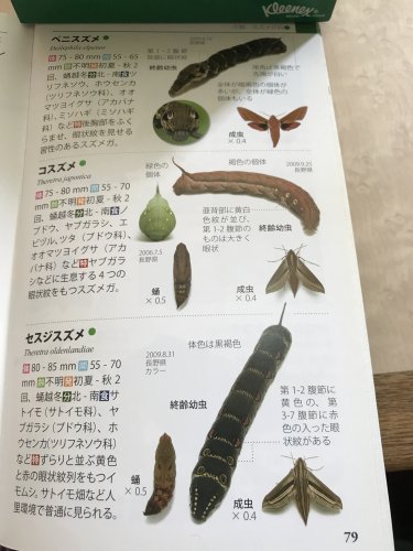 「蛾でしょうか」の回答画像7