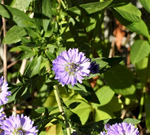 「菊に似た可愛い花の名前を教えていただけな」の質問画像