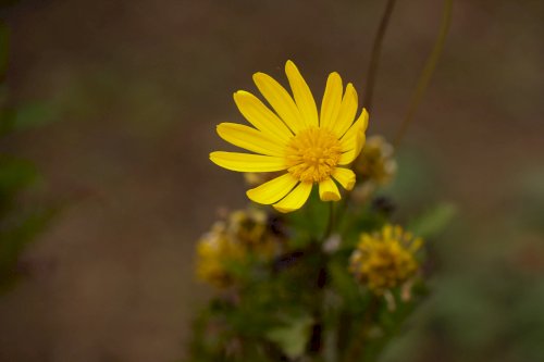 「花の名前を教えてください。」の質問画像
