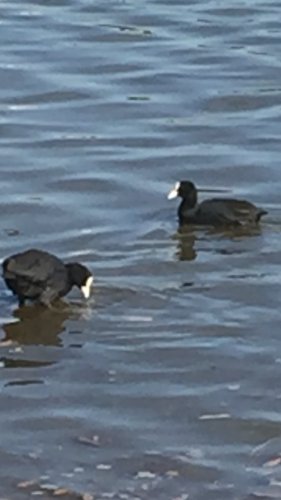 「この水鳥の名前をおしえてください。 よろ」の質問画像