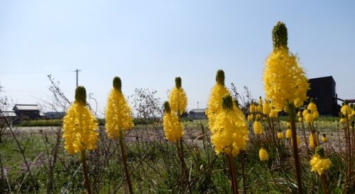 「花の名前を教えてください」の質問画像