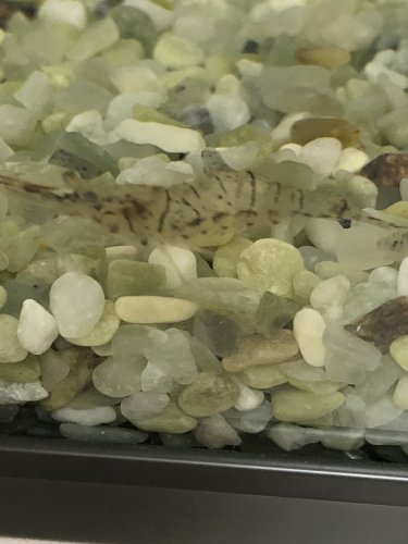 「エビの名前」の補足画像1