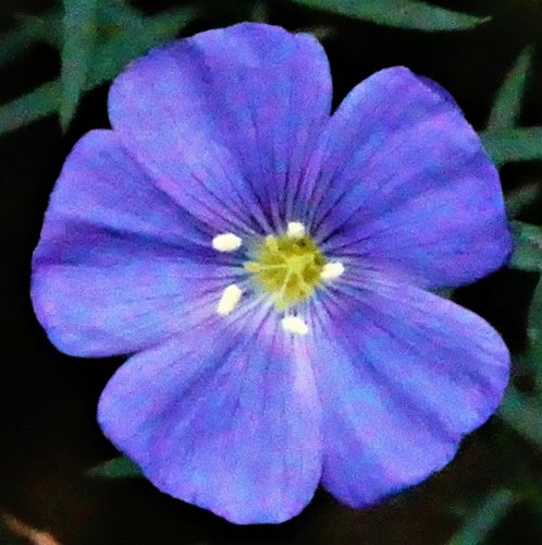 「この花の名前を教えてください」の質問画像