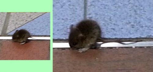「ペットの遺棄？」の質問画像