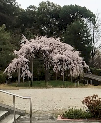 「桜が、よく咲いています。 皆さんも何処か」の回答画像3
