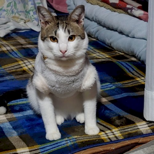 「うちの猫ちゃんはかわいいですか？」の回答画像6