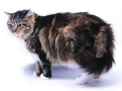 「私の家で飼ってる猫がメインクーンに非常に」の回答画像2