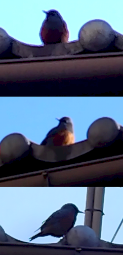 「この鳥はなに？」の質問画像