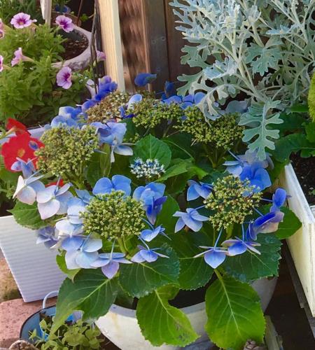 鉢植えの紫陽花を育てています 最近 元気がないです 画像のような ガーデニング 家庭菜園 教えて Goo