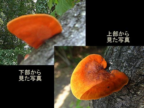 「このキノコの名前を教えて下さい。」の質問画像