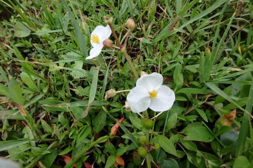 「この花の名前は何でしょうか？」の質問画像