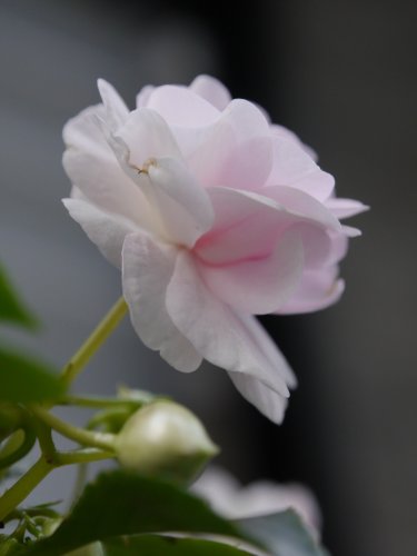 「花の名前」の質問画像