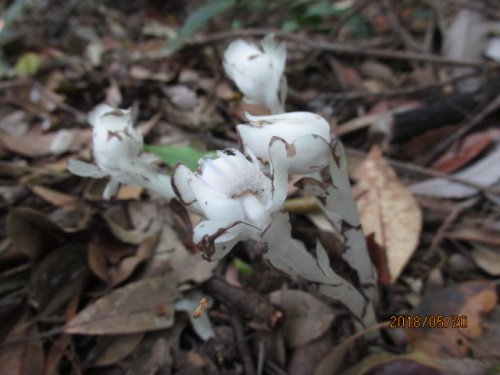 「腐生植物かな？教えて下さいm(_ _)m」の質問画像