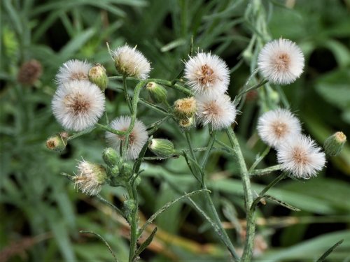 「この花??綿毛かも?教えて下さい」の質問画像