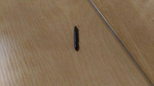 「この虫は何と言う虫でしょう。 家の周りに」の質問画像