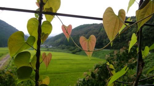 「この植物の名前を教えて下さい。」の補足画像1