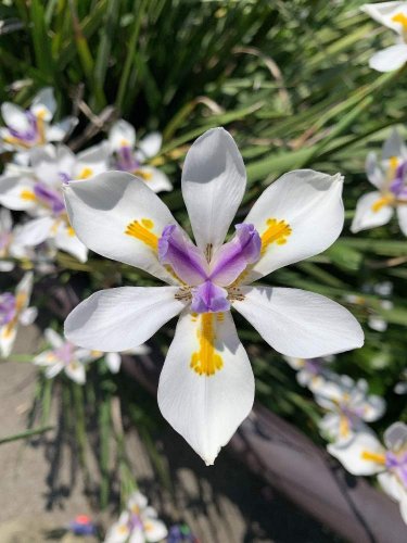「この植物の名前は何ですか？」の回答画像2