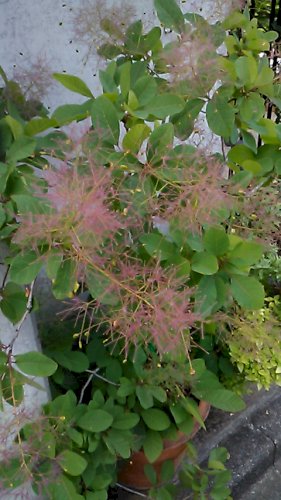 花の名前を教えてください ふわふわ線香花火みたいです どなたかこ ガーデニング 家庭菜園 教えて Goo