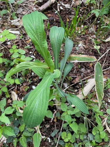 「植物の名前 教えてください」の質問画像