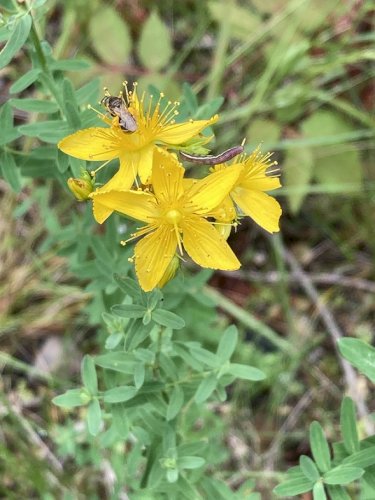 「添付する植物の名前を教えてください」の質問画像