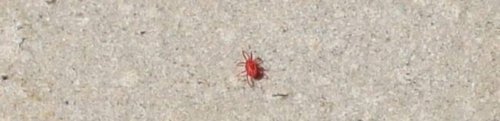 「これ湿疹？虫さされ？ 朝気づいたら、腕の」の回答画像1