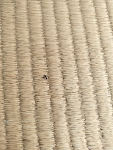 「鉄筋コンクリートのアパートで築55年の公」の質問画像