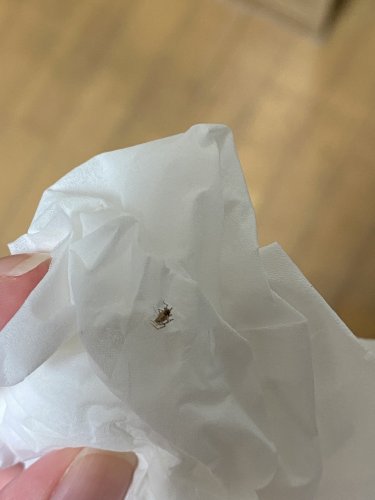 「この虫は何ですか？」の質問画像