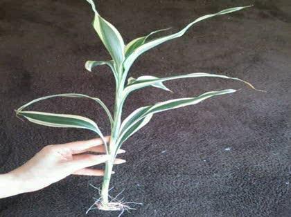 「何と言う植物ですか？」の質問画像