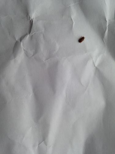 「この画像の虫は何か分かりますか？」の質問画像