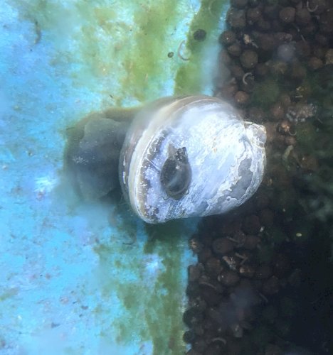 「淡水の貝 種類教えてください。」の質問画像