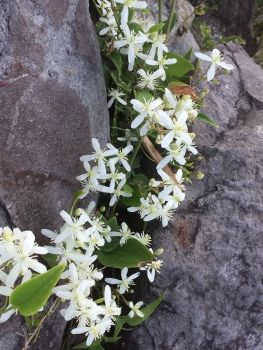 「この花の名前を教えてください。 波打ち際」の質問画像