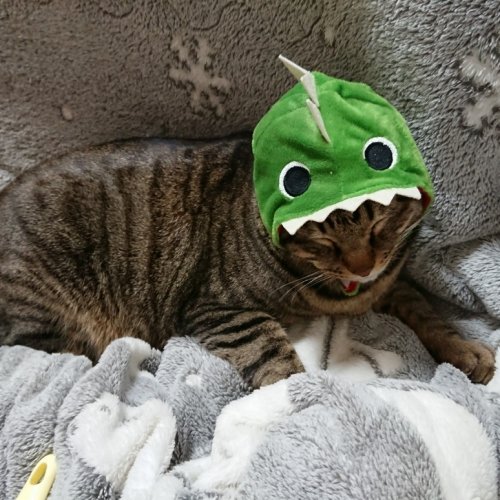「ほっこり、にやり、プチ泣き、 げんなり、」の回答画像45