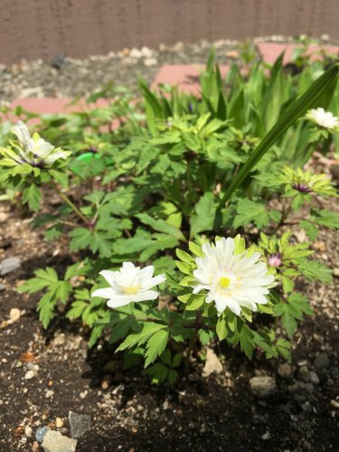 「花の名前を教えて下さい」の質問画像
