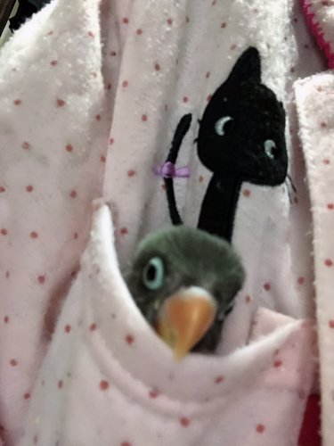 「インコの雛は飼い主を忘れますか？」の質問画像