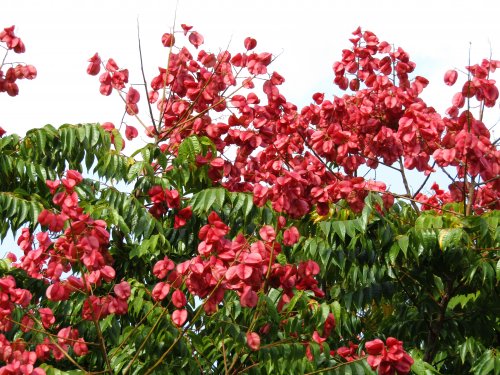 「この花木の名前が分かりません」の質問画像