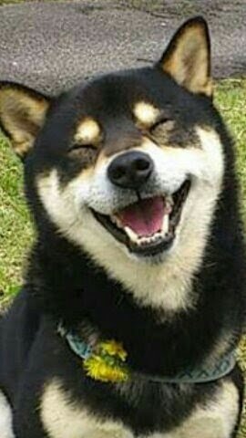 生まれ変わったら何になりたいですか