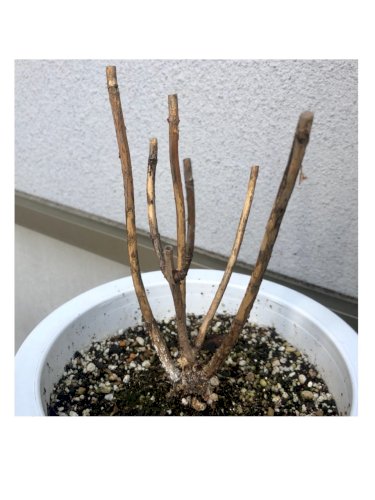 「アナベル」の質問画像
